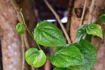 Betel leaves, Abundant growth of green betel leaves in the garden, Betle leaves piper betle piperaceae. Heart shape herbal medicine