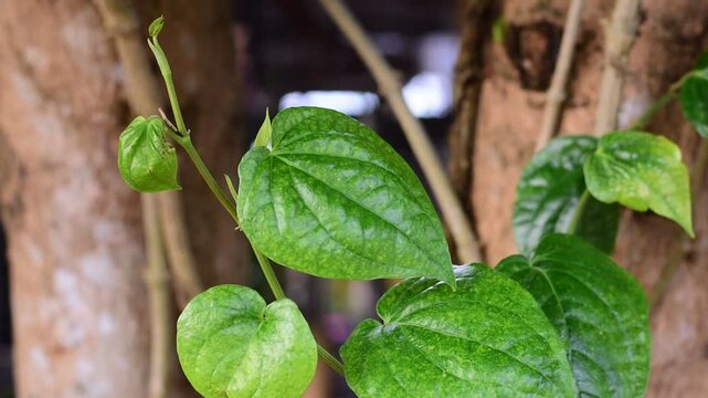 Betel leaves, Abundant growth of green betel leaves in the garden, Betle leaves piper betle piperaceae. Heart shape herbal medicine
