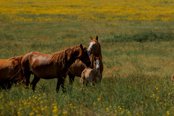 A herd of wild horses gallop across the blooming steppe of the reserve