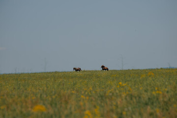 A herd of wild horses gallop across the blooming steppe of the reserve