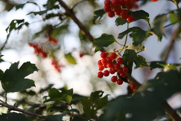 red berries on a tree viburnum