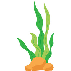 Seaweed Illustration