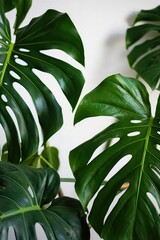 Lush green monstera deliciosa plant leaves