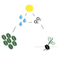 coffee bean growth cycle and the elements that grow it
