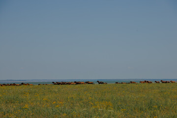 A herd of wild horses gallop across the blooming steppe of the reserve