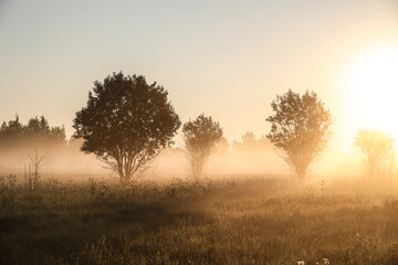 Misty landscape at dawn. The sun rises over a field and trees