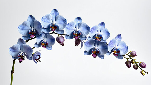A stunning image of a bblue orchid branch with delicate, vibrant blooms and purple accents, set against a minimalist white background. Ideal for floral decor, botanical art, and elegant designs.