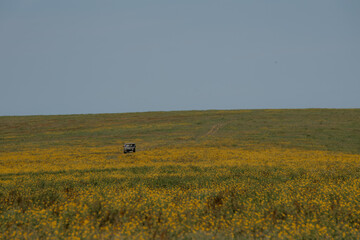 A herd of wild horses gallop across the blooming steppe of the reserve