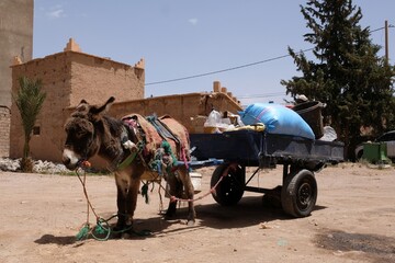 Donkey with cart in berber village, Morocco