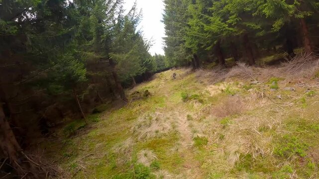 Forest asile with narrow trail between Male loucky and Jeleni loucky hills in Jeseniky mountains in Czech republic
