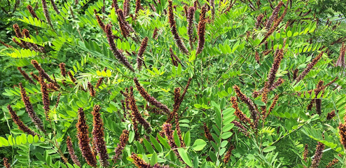 Bushes of amorpha fruticosa or amorpha canescens with violet and yellow long flowers bloom in a field. Panorama.