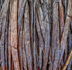 Obraz premium Gousses de vanille 