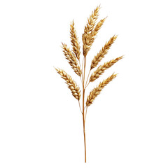 Isolated Wheat Stem on Transparent Background for Graphic Design
