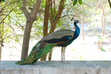 Majestic Peacock in Sunlight, Colorful Feathers, Symbol of Beauty and Spirituality, Wildlife...