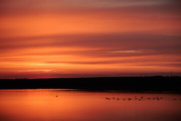 Bright orange sunset on the lake with silhouettes of swans and ducks