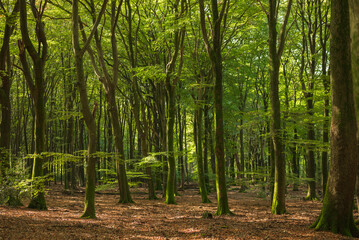 forest in spring sun on the green leafs