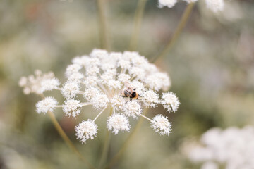 Oenanthe crocata hemlock water-dropwort with bumblebee