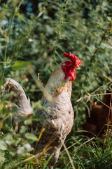 white rooster in the grass