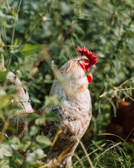 white rooster in the grass