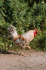 white rooster with a leg up