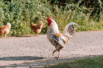 White Rooster and hens on grass