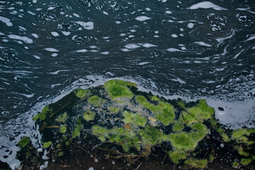 algal bloom in a reservoir, swamp