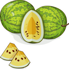 Whole and chopped Yellow Doll Watermelon. Citrullus lanatus. Vegetables. Clipart. Isolated vector illustration.