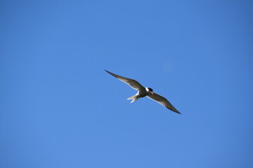 A tern is flying in the sky in bright day in late spring.