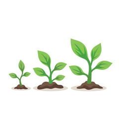 Growing green plants in stages on white background, nature concept