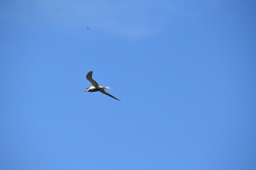 A tern is flying in the sky in bright day in late spring.