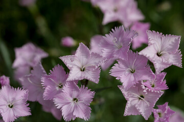 The closeup of the bush of pink carnations, Dianthus japonicus, in the garden in spring