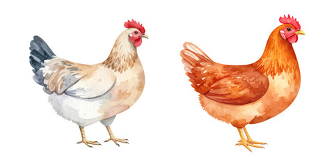 Cartoon watercolor illustration of chicken. Animal clipart illustration.