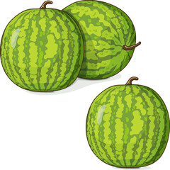 Group of Yellow Doll Watermelon. Citrullus lanatus. Fruits and vegetables. Clipart. Isolated vector illustration.