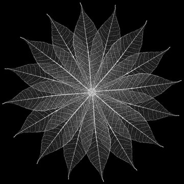 Rosace de feuilles d&eacute;structur&eacute;es sur fond noir