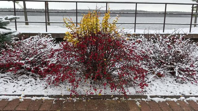 In the park overlooking the lake by the metal fence and tiled path, bright red berries ripen on ornamental cotoneaster bushes with yellow leaves. In winter, everything is covered with snow. Overcast