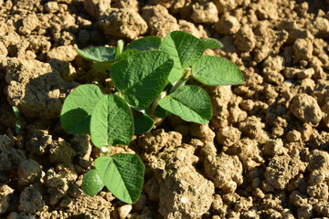 Sojabohnen, Glycine maximus,  Glycine max