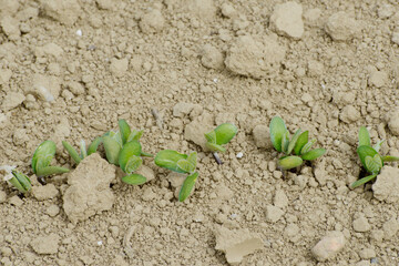 Sojabohnen, Glycine maximus,  Glycine max im Keimblattstduim bis 2-Blattstadium