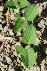 Sojabohnen, Glycine maximus,  Glycine max