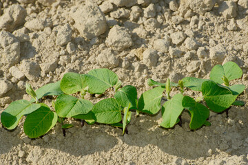 Sojabohnen, Glycine maximus,  Glycine max  im  2-4-6  Blattstadium
