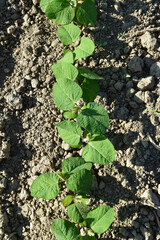 Sojabohnen, Glycine maximus,  Glycine max  im  2-4-6  Blattstadium