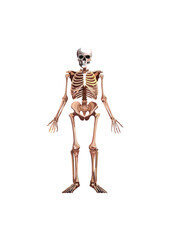an exoskeleton. An endoskeleton is an internal framework of hard, mineralized tissue. This is the type of skeleton found in vertebrates (fish, amphibians, reptiles, birds, mammals) and echinoderms 