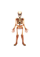 the exoskeleton is primarily composed of chitin, a tough polysaccharide, often reinforced with proteins and sometimes calcium carbonate (as in crustaceans). In mollusks, shells are primarily calcium 