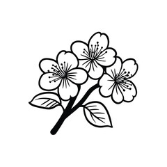 Three black and white cherry blossoms bloom on a branch against a clear backdrop