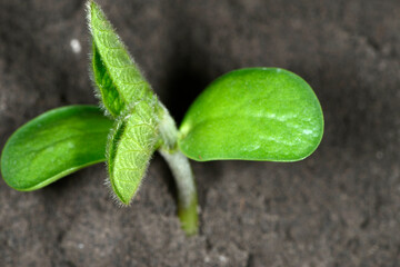 Sojabohnen, Glycine maximus,  Glycine max