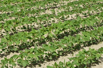 Sojabohnen, Glycine maximus,  Glycine max