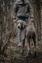 Portrait of a gray weimrunner dog ,turning his head and looking at the camera