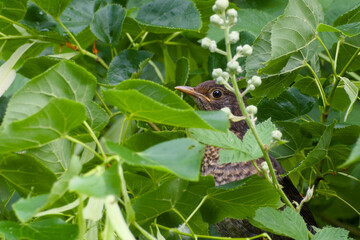 female common blackbird is hiding in the green leaves of a bush