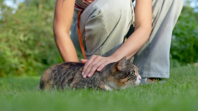 First time cat walk in nature on harness, showing fear and tension. Human calms trembling pet while it cautiously observes surroundings, tentative steps in grass, bonding moment, stress reduction