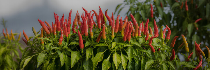  Red Chili Peppers Growing on Silvery-Green Bush with Blurred Foliage