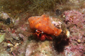 Dardanus calidus